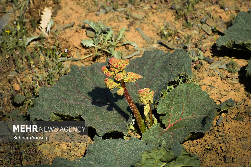 تصاویر | فصل برداشت یکی از پرخاصیت‌ترین گیاهان وحشی در ایران | این گیاه را به خاطر خاصیت درمانی‌ معجزه‌آسایی که دارد می‌شناسند