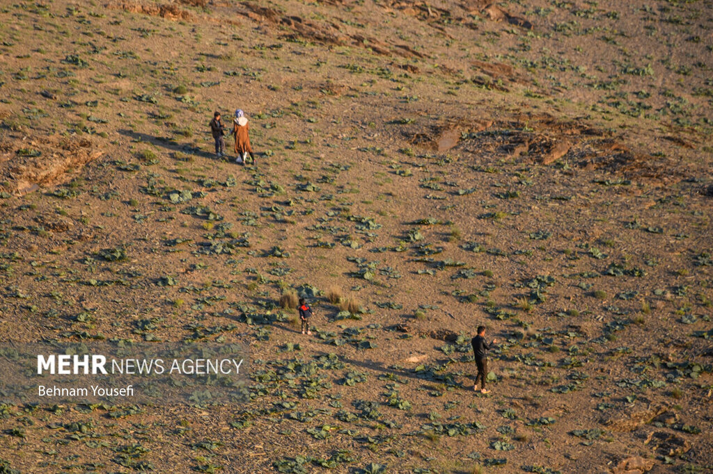 تصاویر | فصل برداشت یکی از پرخاصیتترین گیاهان وحشی در ایران | این گیاه را به خاطر خاصیت درمانی معجزهآسایی که دارد میشناسند