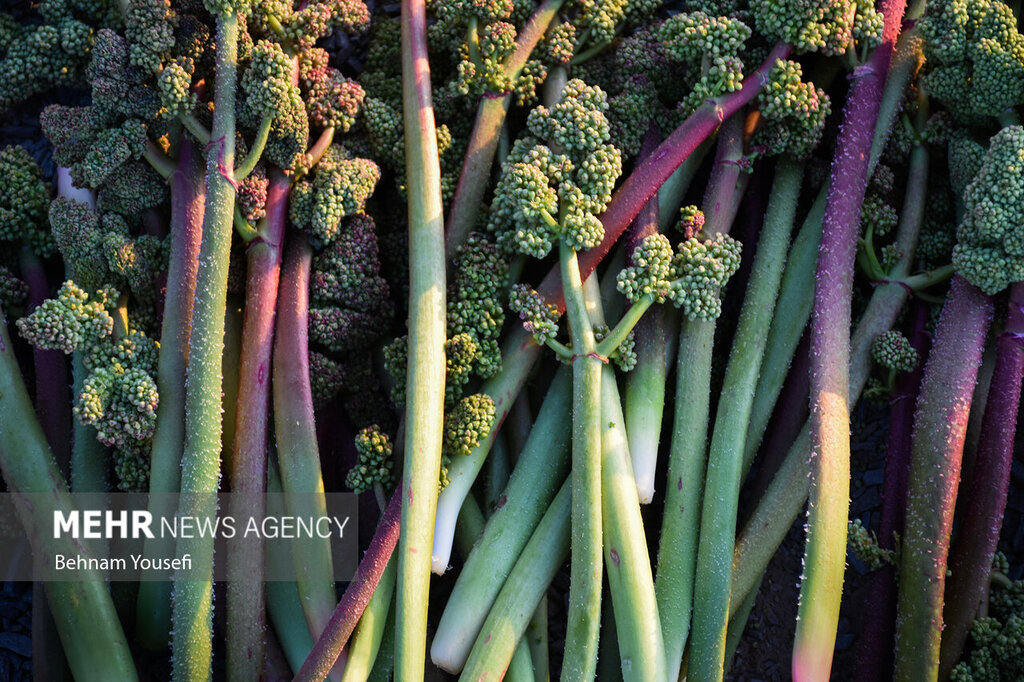 تصاویر | فصل برداشت یکی از پرخاصیتترین گیاهان وحشی در ایران | این گیاه را به خاطر خاصیت درمانی معجزهآسایی که دارد میشناسند