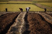 اعزام کارمندان و کارگران به مناطق کشاورزی | کره‌شمالی به جنگ خشکسالی رفته است