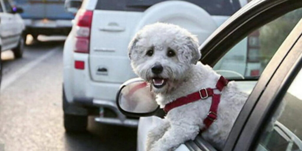 جریمه حمل سگ در خودرو چقدر است؟