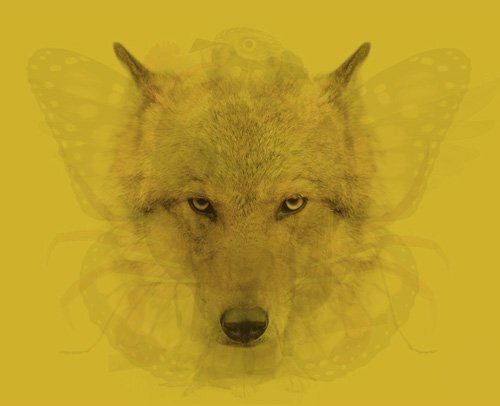 ببینید | تصویری که فاش کننده اسرار درونی شماست | شخصیتشناسی با کمک خطای دید