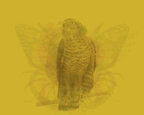 ببینید | تصویری که فاش کننده اسرار درونی شماست | شخصیتشناسی با کمک خطای دید