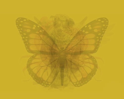 ببینید | تصویری که فاش کننده اسرار درونی شماست | شخصیتشناسی با کمک خطای دید