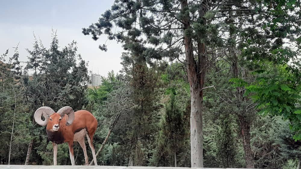 اسکان حیوانات در حال انقراض در بلوار پاکنژاد | رویت خرس قهوهای و قطبی میان برجهای دادمان