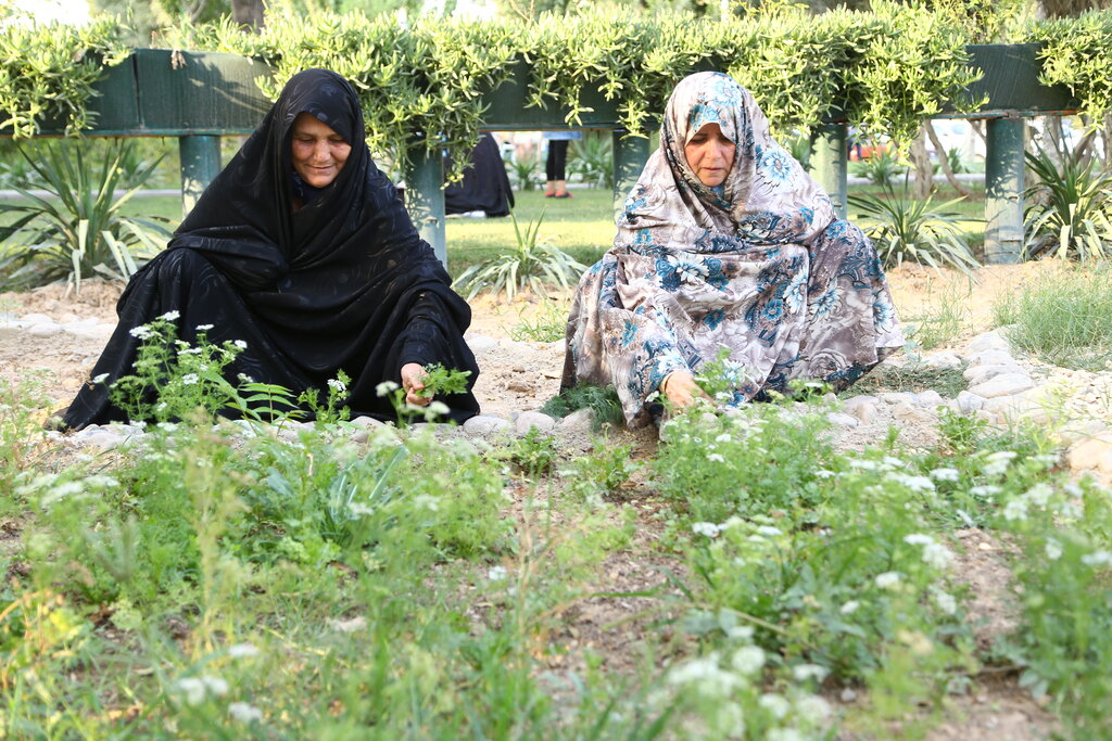 سند شش دانگ این مزارع به نام شماست | لذت کاشت و برداشت ریحون و تربچه در محله