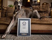 تصاویرِ قدبلندترین سگ جهان | این سگ یک متری در گینس ثبت شد