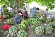 آغاز فصل برداشت میوه لاکچری ایران | این میوه سرشار از ویتامین و دشمن چاقی است