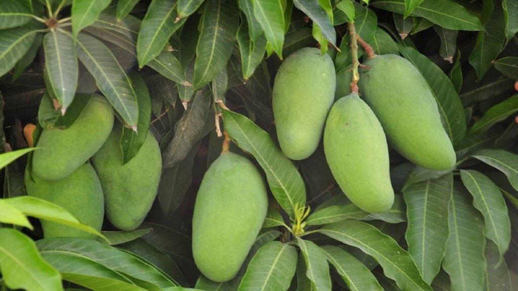 آغاز فصل برداشت میوه لاکچری ایران | این میوه سرشار از ویتامین و دشمن چاقی است