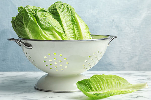 زمان کاشت و روش نگهداری کاهو در گلدان | کاهو در چه شرایطی بهتر رشد میکند؟