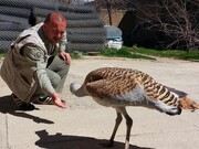 یکی دیگر از زیباترین حیوانات ایران در خطر انقراض کامل قرار گرفت | این حیوان سنگین‌وزن‌ترین پرنده قادر به پرواز در جهان است!