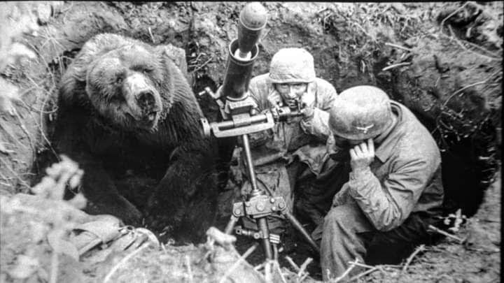 ماجرای خرس ایرانی که معروف‌ترین سرباز جنگ جهانی دوم بود | وُیتک؛ خرسی که عضو ارتش لهستان شد