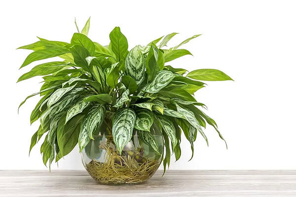 ۱۶ گیاه تصفیه کننده هوا با شرایط نگهداری آسان | راهکاری زیبا و سبز برای رفع آلودگی هوا در خانه