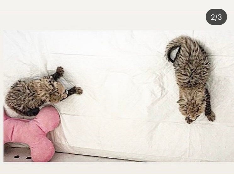 آخرین وضعیت فرزندان «ایران» چگونه است؟