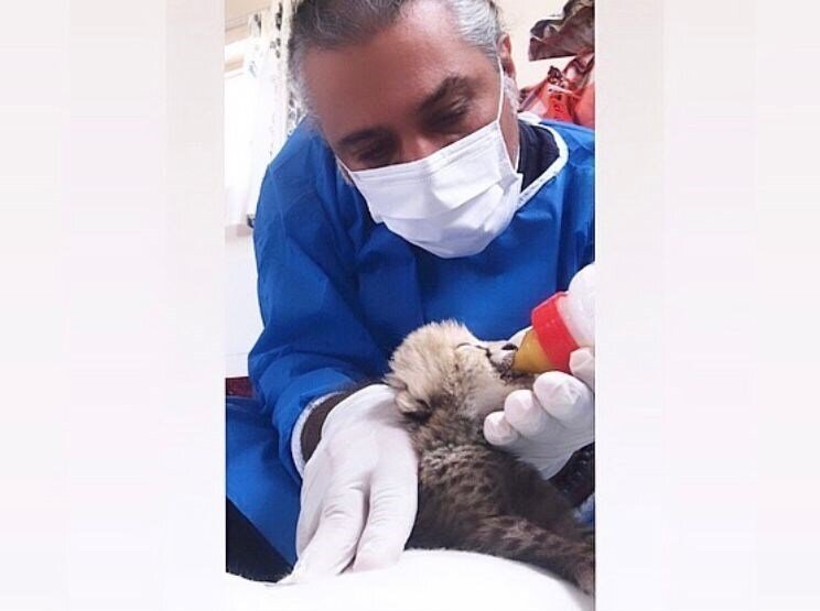 آخرین وضعیت فرزندان «ایران» چگونه است؟