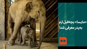ببینید |‌ «مایسا» بچه‌ فیل ارم به‌ پدر معرفی شد!