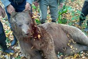 حمله خرس به مرد یاسوجی؛ جدال نفس‌گیر تا انتقال مصدوم به بیمارستان