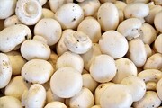 جدیدترین قیمت قارچ در میادین | یک کیلو قارچ چند شد؟