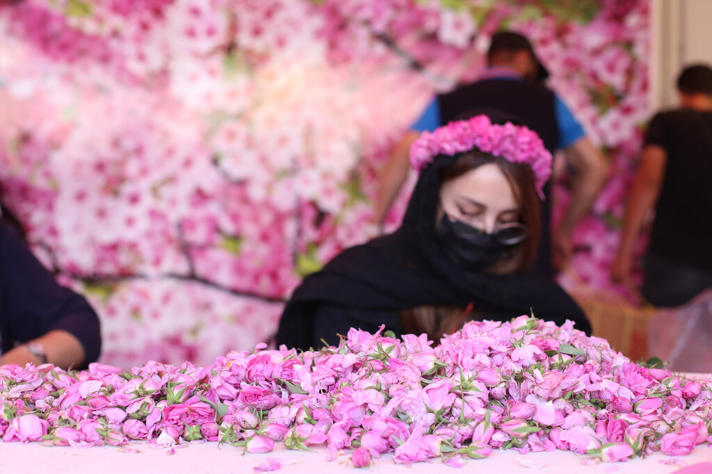 مراسم گلابگیری