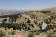 احتمال قطع آب بوستان‌های جنگلی تهران به دلیل کم‌آبی | درخواست پیرهادی از وزارت نیرو: آب را قطع نکنید