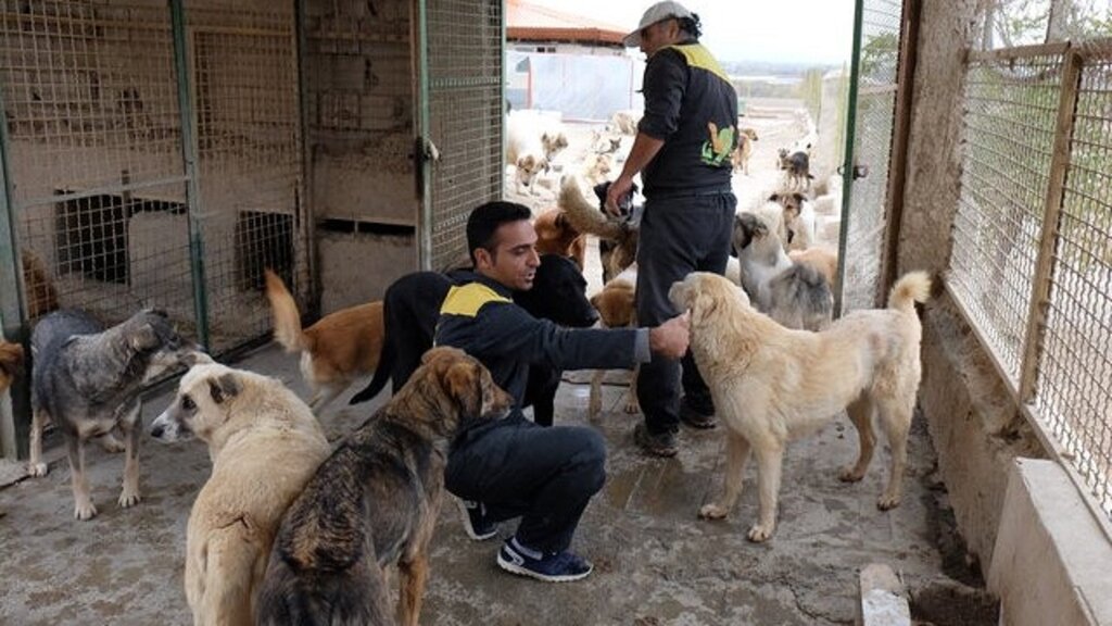 سگهای بیصاحب اینجا خانه ندارند | افزایش چهار برابری اکیپهای زندهگیری سگهای بلاصاحب