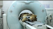 مرگ آرام در انتظار شیر باغ وحش ارم | جلوگیری از عذاب کشیدن حیوان
