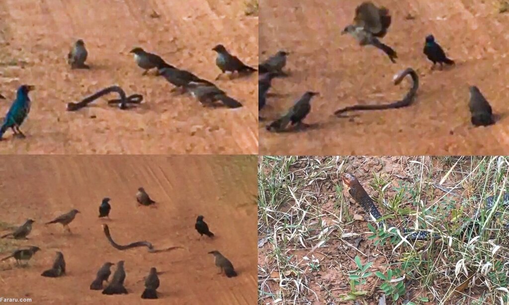 پرندگان خشمگین