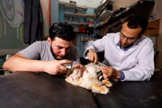 جراحان ارتوپد به حیوانات زخمی نوار غزه زندگی دوباره می‌دهند