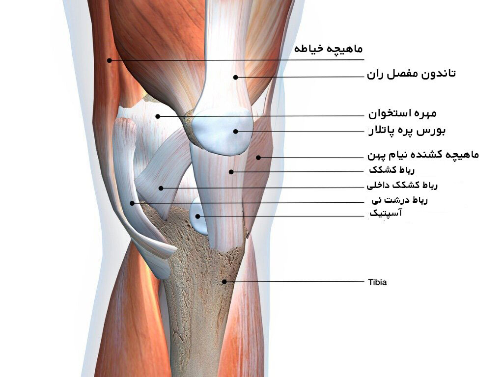 علت زانو درد چیست؟