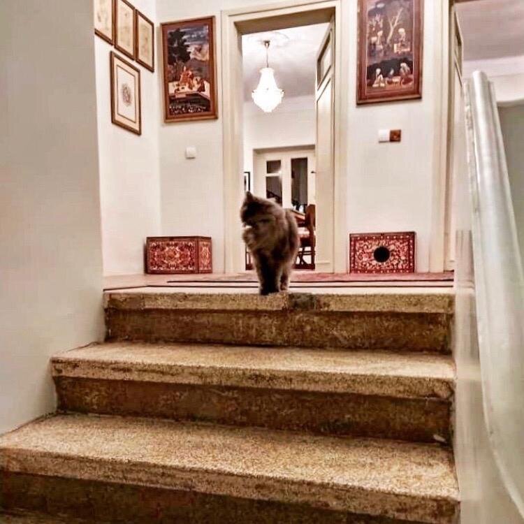 سفری متفاوت به دنیای گربههای ایرانی