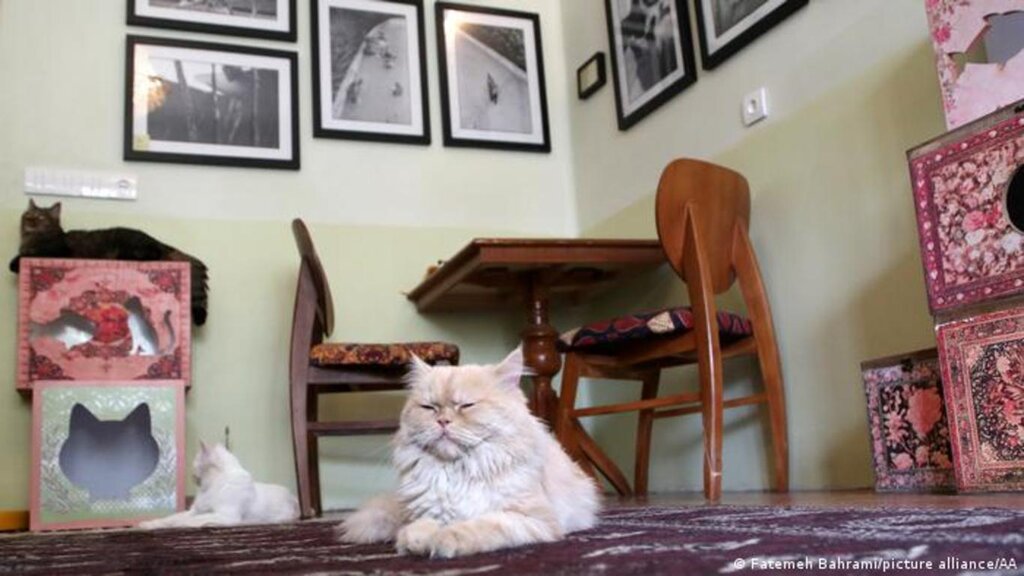 سفری متفاوت به دنیای گربه‌های ایرانی 