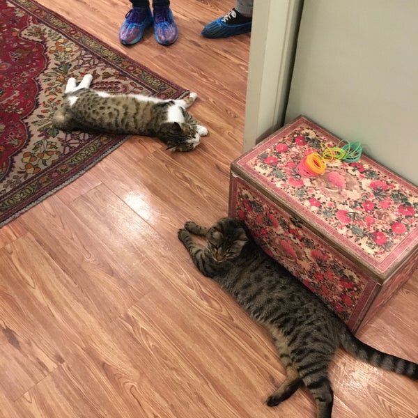 سفری متفاوت به دنیای گربههای ایرانی