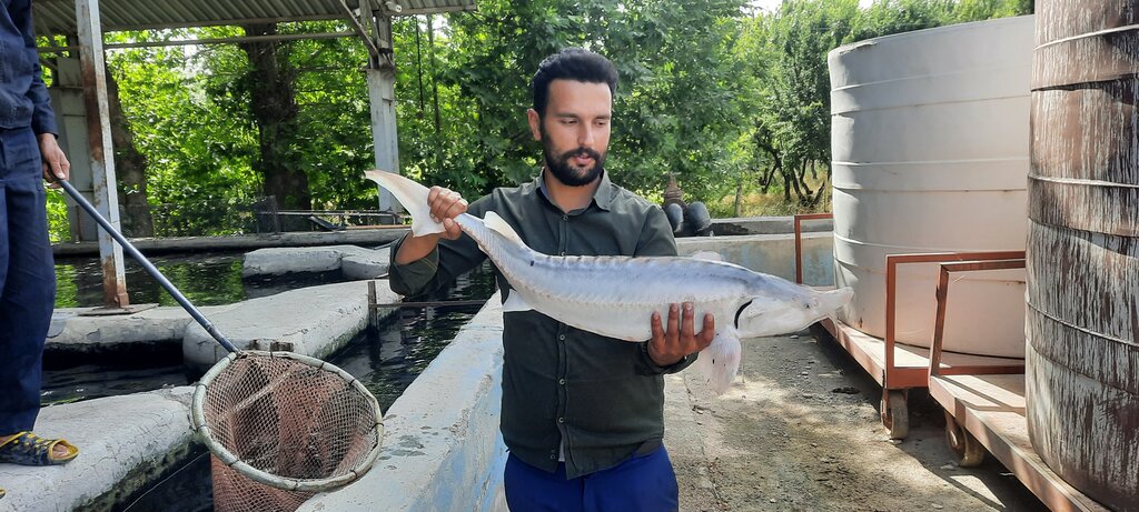 پرورش ماهی در احمد آباد