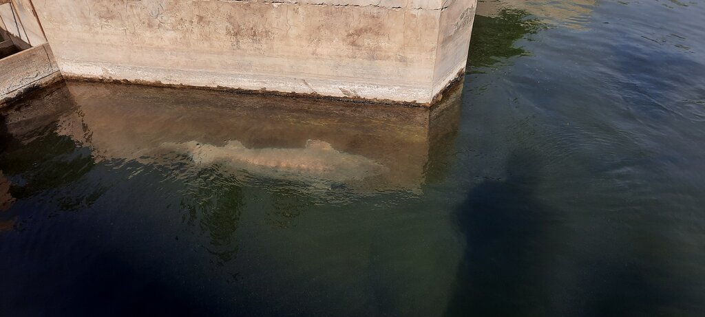 ببینید؛ یک گونه دریایی عصر دایناسورها در احمدآباد مستوفی