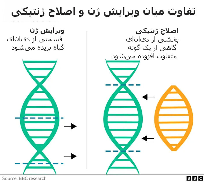 گوجه فرنگیهای ویرایش ژنیشده با میزان بالای ویتامین D به بازار میآیند