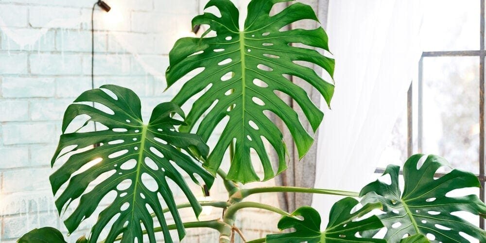 طرز نگهداری و آسانترین روش تکثیر برگ انجیری | گیاه مکزیکی پرطرفدار در دکوراسیون خانه