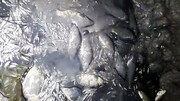 تصاویر مرگ ماهیان در میناب | واکنش محیط زیست هرمزگان