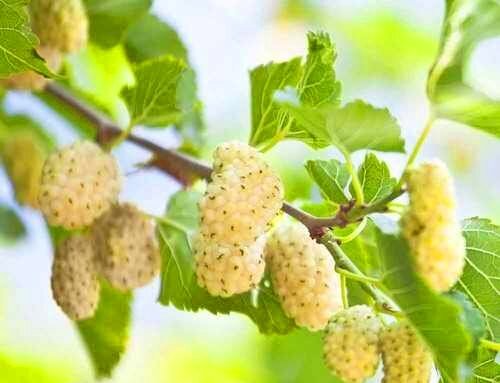 دوشنبه طلایی کن؛ شیرینترین دورهمی پایتخت