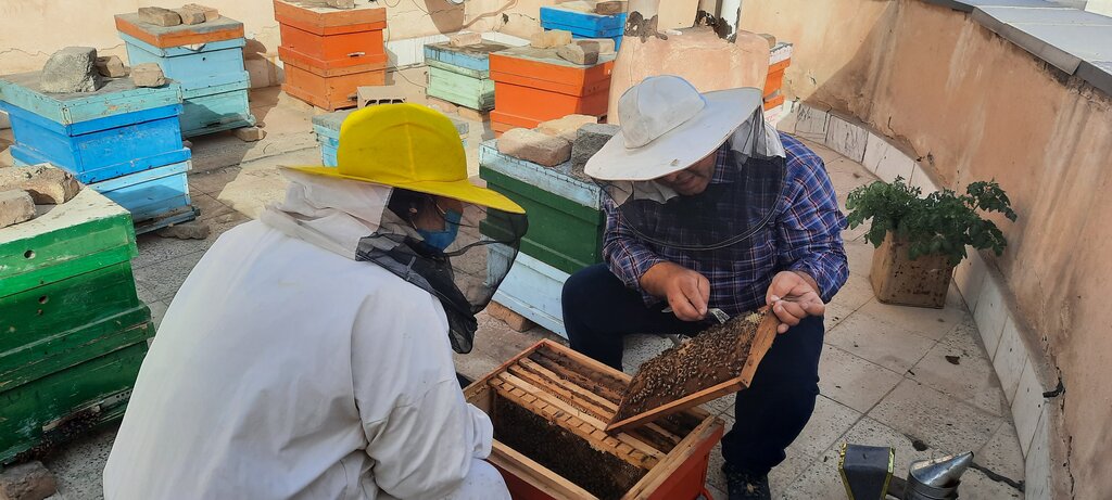 اولین تولید کننده «عسل شهری» در تهران را بشناسید | روی بام و بالکن خانه عسل تولید کنید | سالانه چند تن عسل در پایتخت بخار می‌شود؟