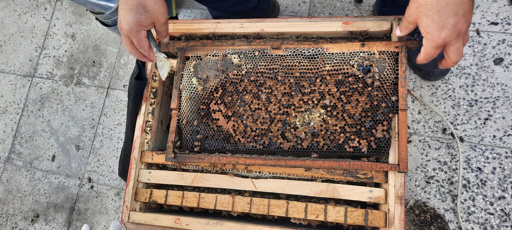 اولین تولید کننده «عسل شهری» در تهران را بشناسید | روی بام و بالکن خانه عسل تولید کنید | سالانه چند تن عسل در پایتخت بخار می‌شود؟