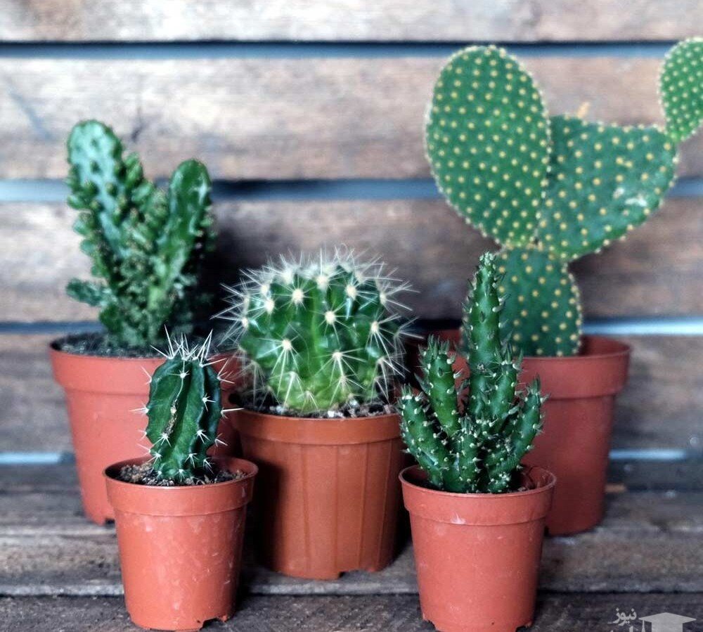 این کود طبیعی بمب انرژی برای گیاهان آپارتمانی است! | تقویت ریشه انواع کاکتوس با این روش | ۱۲ خاصیت اسیدهیومیک برای گلهای آپارتمانی را بشناسید