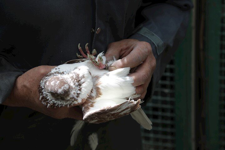 روشهای درمانی عجیب حاج علی | شکستهبندی پای خروس با گچ و نوارچسب