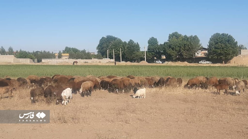 روستایی ایتالیایی بیخ گوش پایتخت | مردمی با زبان رومانو و خط لاتین + تصاویر