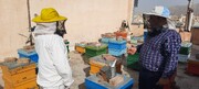 فیلم | آیا زنبور عسل از زباله‌های شهر تغذیه می‌کند؟