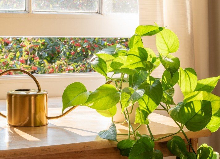 ۳ گیاه آپارتمانی که هوا را تصفیه می‌کنند | پیشنهاد ناسا برای زندگی در آپارتمان