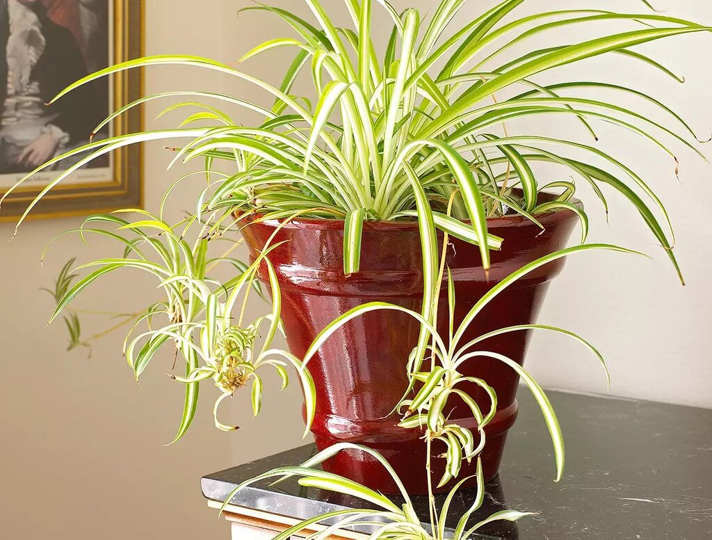 ۳ گیاه آپارتمانی که هوا را تصفیه میکنند | پیشنهاد ناسا برای زندگی در آپارتمان