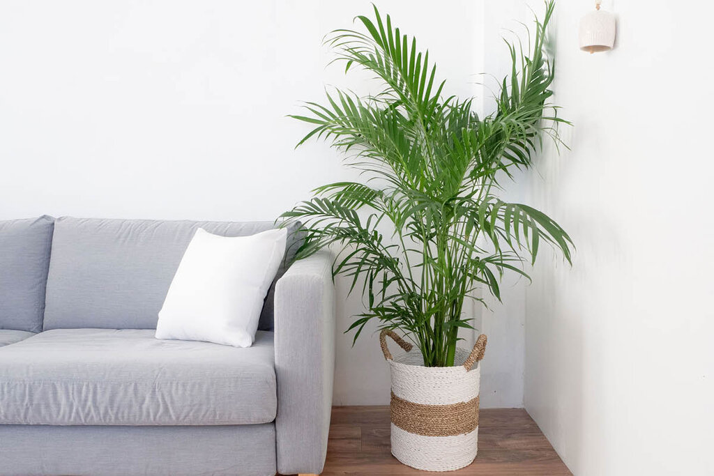 Palm Erica - نخل اریکا - گل و گیاه