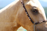 تصاویری از زیبایی اسب اصیل ترکمن در علی آباد کتول