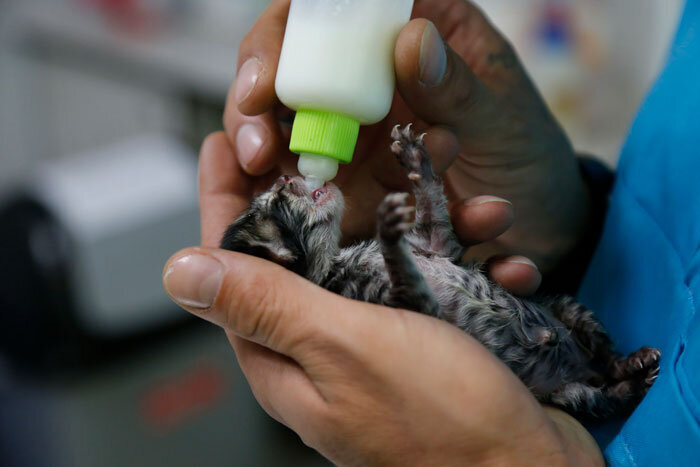 ناجی حیوانات معلول، آسمانی شد | با وام ازدواجش آمبولانس حیوانات خریده بود