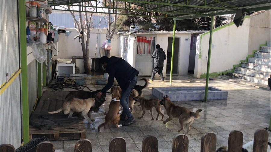 ناجی حیوانات معلول، آسمانی شد | با وام ازدواجش آمبولانس حیوانات خریده بود